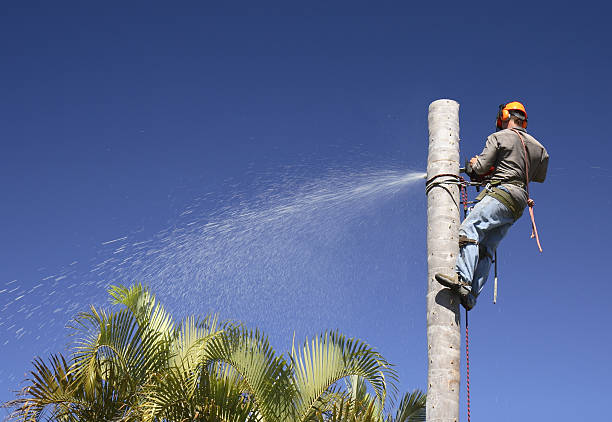 Westport, NC Tree Removal Services Company